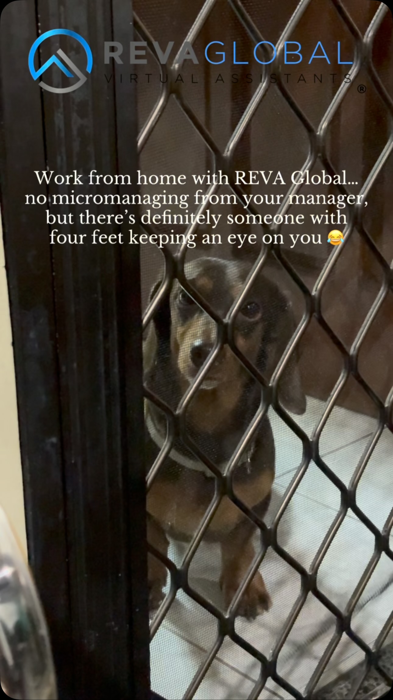 WFH is better with your furry companions by your side. Enjoy the comfort of working…